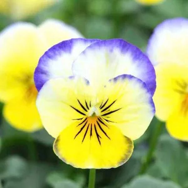 Насіння віоли Сорбет XP F1 лимонно-синя /100 насінин/ *Pan American*