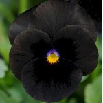 Віола Сорбет XP F1 чорна (black) /100 насінин/ *Pan American*