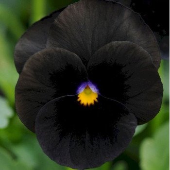 Віола Сорбет XP F1 чорна (black) /100 насінин/ *Pan American*