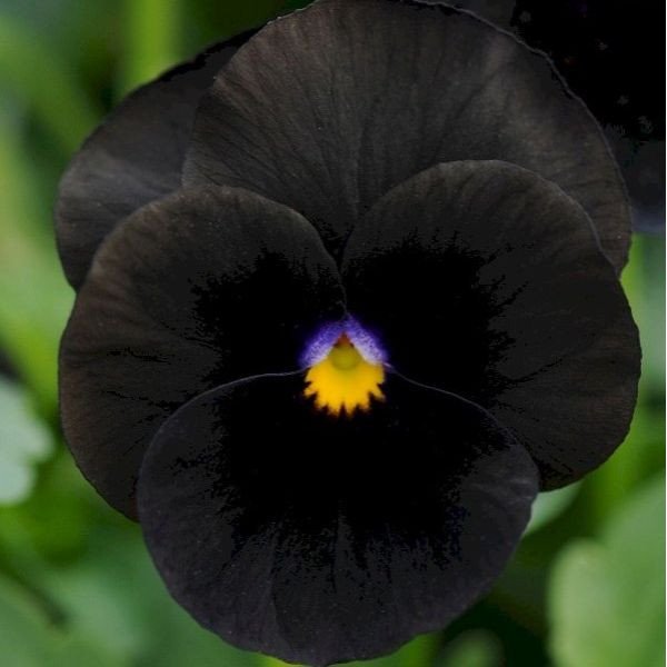 Семена виолы Сорбет XP F1 черная (black) /100 семян/ *Pan American*