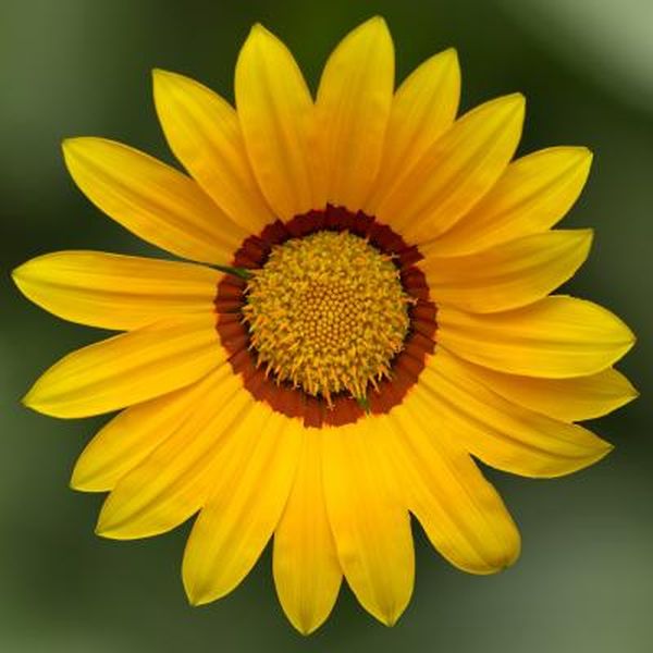 Семена газании Кисс F1 желтая (yellow) /100 семян/ *Syngenta*