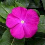 Катарантус СанШторм F1 дип орхид (deep orchid) /100 семян/ *Syngenta*