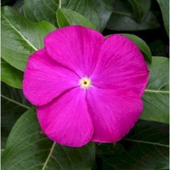 Катарантус СанШторм F1 дип орхид (deep orchid) /100 семян/ *Syngenta*