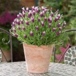 Лаванда Бандера пінк (pink) /100 насінин/ *Pan American*