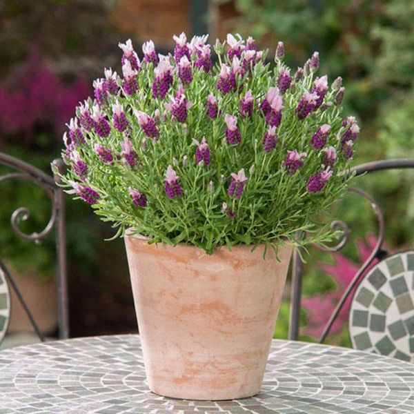 Насіння лаванди Бандера пінк (pink) /100 насінин/ *Pan American*