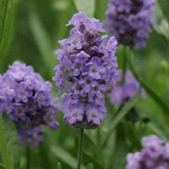 Лаванда Елеганс блакитна (blue) /100 насінин/ *Pan American*