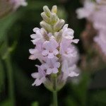 Лаванда Елеганс пінк (pink) /100 насінин/ *Pan American*