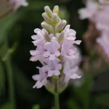 Лаванда Елеганс пінк (pink) /100 насінин/ *Pan American*