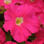 Петуния Дримс F1 розовая (rose) /1.000 семян (драже)/ *Pan American*
