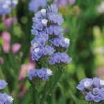 Кермек QIS блакитний (pale blue) /1.000 насінин/ *Pan American*