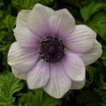 Анемона Гармонія F1 перлина (pearl) /50 насінин/ *Sakata*