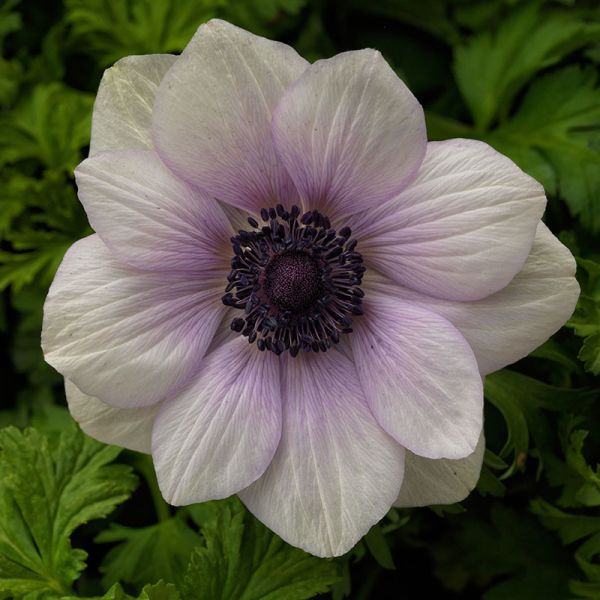 Семена анемоны Гармония F1 жемчужина (pearl) /50 семян/ *Sakata*