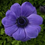 Анемона Гармония F1 синяя (blue) /50 семян/ *Sakata*