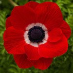 Анемона Гармонія F1 скарлет (scarlet) /50 насінин/ *Sakata*