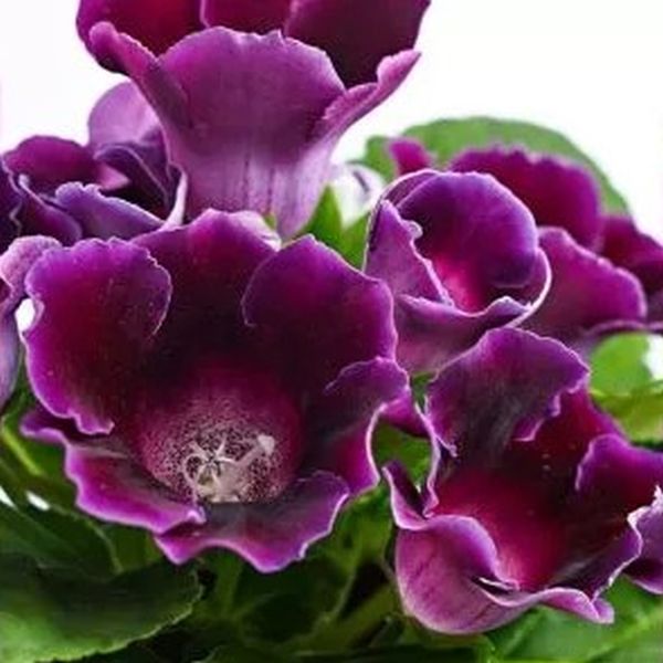 Насіння глоксинії Аванті F1 синя (blue) /100 насінин (драже)/ *Sakata*