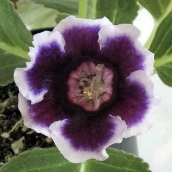 Семена глоксинии Аванти F1 синяя с ободком (blue with edge) /100 семян (драже)/ *Sakata*