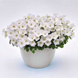 Дзвоник Перлина білий (white) /100 насінин (драже)/ *Benary*