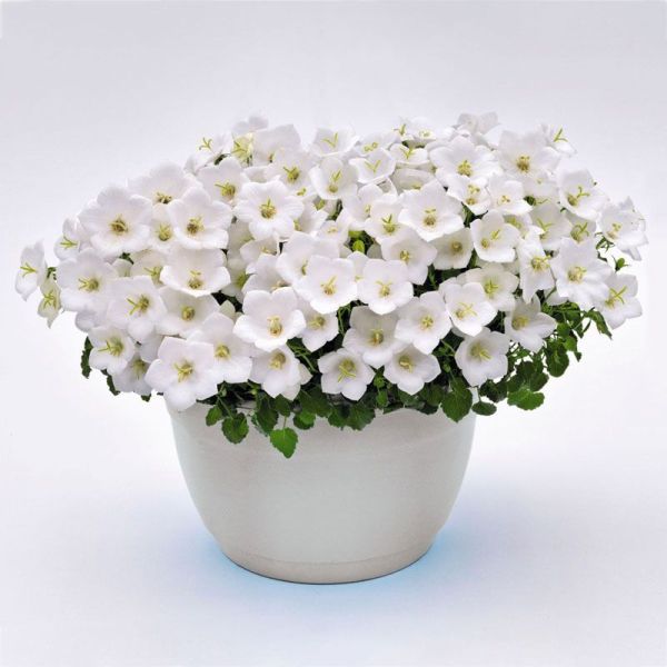 Семена колокольчика Жемчужина белый (white) /100 семян (драже)/ *Benary*