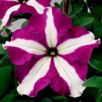 Петуния Тритуния F1 пурпурная звезда (purple star) /1.000 семян (драже)/ *Syngenta*