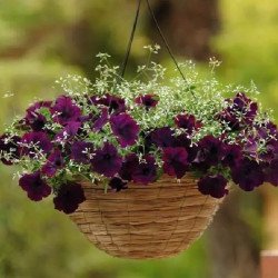 Петунія Ізі Вейв F1 бургунді велюр (burgundy velour) /50 насінин (драже)/ *Pan American*