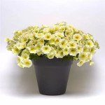 Петуния Изи Вейв F1 желтая (yellow) /50 семян (драже)/ *Pan American*