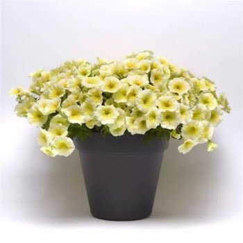 Петуния Изи Вейв F1 желтая (yellow) /50 семян (драже)/ *Pan American*