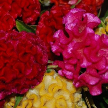 Целозия Чиф смесь (mix) /200 семян/ *Sakata*