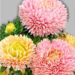 Айстра Балун абрикосова (apricot) /1 г/ *Satimex*