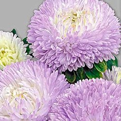 Айстра Балун лавандова (lavender) /1 г/ *Satimex*