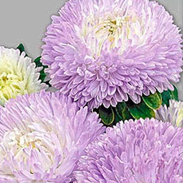 Насіння айстри Балун лавандова (lavender) /1 г/ *Satimex*