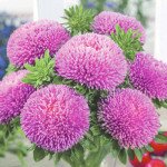 Астра Балун розовая (pink) /1 г/ *Satimex*