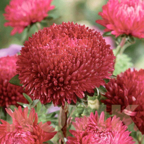 Насіння айстри Балун рубінова (rubi) /1 г/ *Satimex*