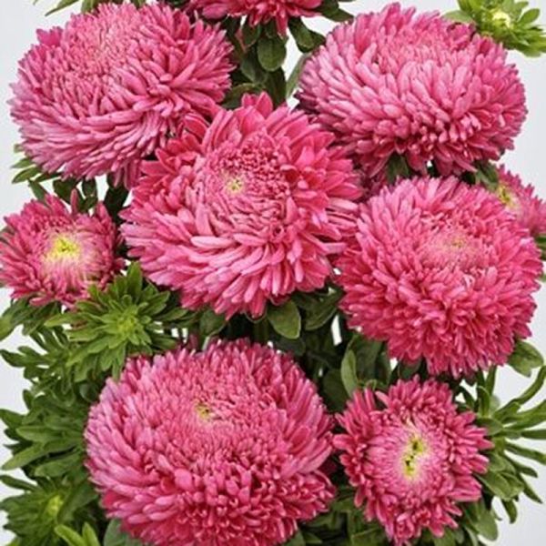 Насіння айстри Балун яскраво-кармінова (bright carmine) /1 г/ *Satimex*