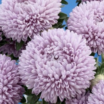 Астра Бьютифул Дей лавандовая (lavender) /2 г/ *Satimex*