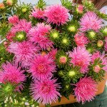 Астра Валькирия розовая (pink) /2 г/ *Satimex*
