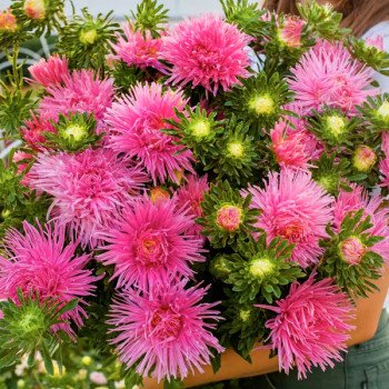 Астра Валькирия розовая (pink) /2 г/ *Satimex*