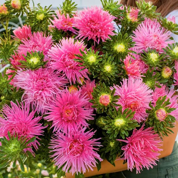 Насіння айстри Валькірія Ірма рожева (pink) /2 г/ *Satimex*