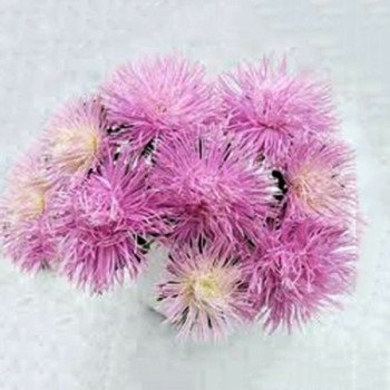 Астра Валькирия светло-розовая (light rose) /2 г/ *Satimex*