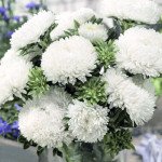 Астра Сиринга белая (white) /1 г/ *Satimex*