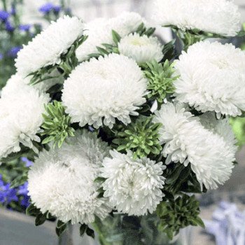 Астра Сиринга белая (white) /1 г/ *Satimex*