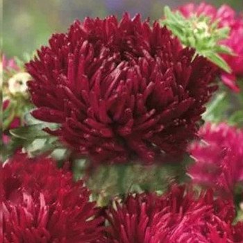 Астра Сиринга кримсон (crimson) /1 г/ *Satimex*