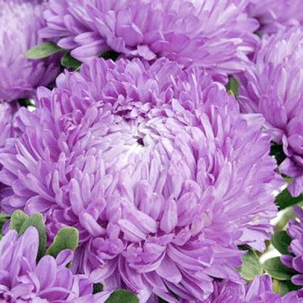 Насіння айстри Сірінга лілова (lilac) /1 г/ *Satimex*