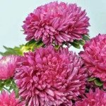 Астра Сиринга розовая (pink) /1 г/ *Satimex*