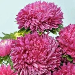 Айстра Сірінга рожева (pink) /1 г/ *Satimex*