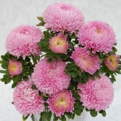 Айстра Сірінга світло-рожева (light rose) /1 г/ *Satimex*