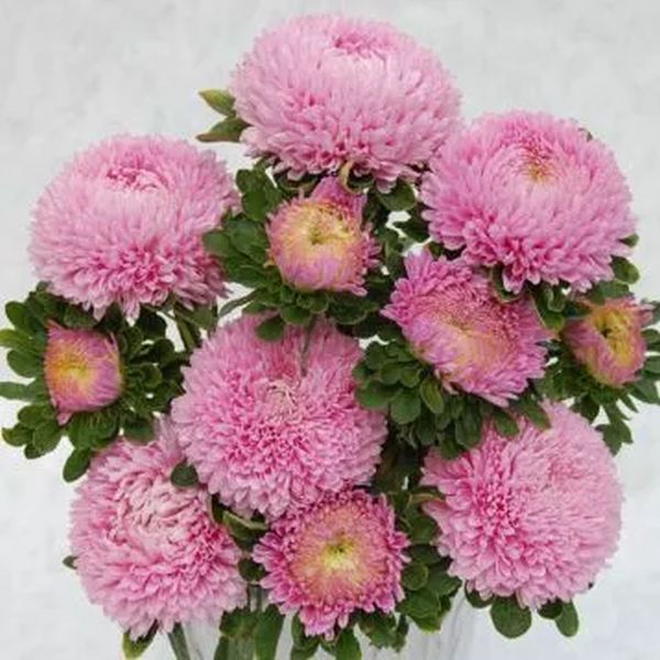 Насіння айстри Сірінга світло-рожева (light rose) /1 г/ *Satimex*