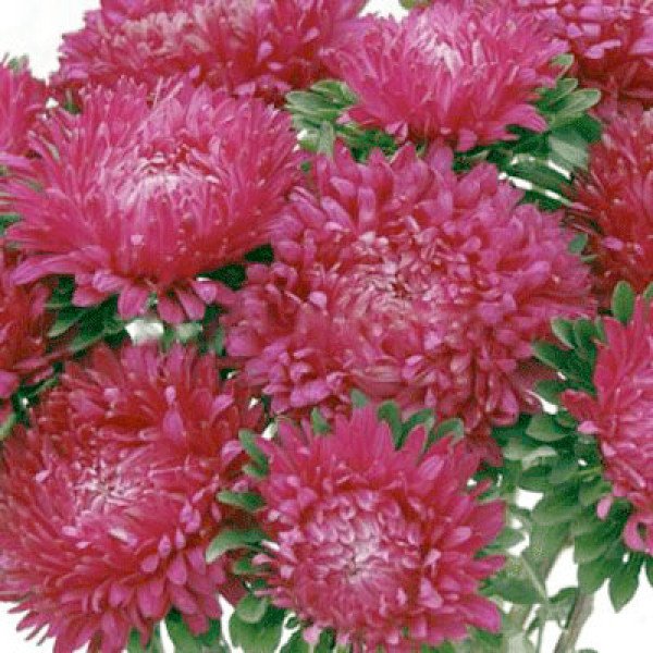 Насіння айстри Сірінга темно-малинова /1 г/ *Satimex*