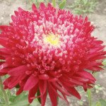 Айстра Шанхайська Троянда кримсон (crimson) /1 г/ *Satimex*