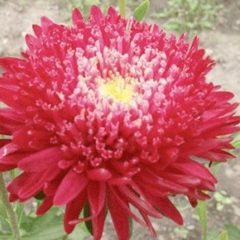 Астра Шанхайская Роза кримсон (crimson) /1 г/ *Satimex*