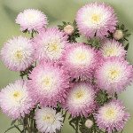 Астра Шанхайская Роза розово-белая (rose-white) /1 г/ *Satimex*